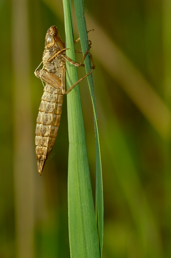 Esuvia di Anax cfr. parthenope